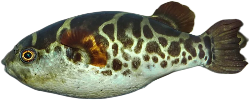 Ceylon Puffer