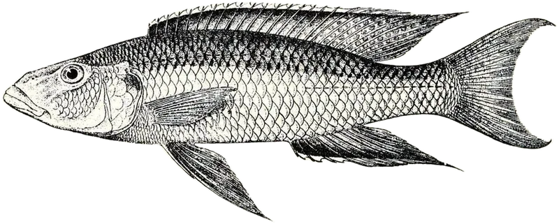 淡黑鳄丽鱼 Champsochromis caeruleus