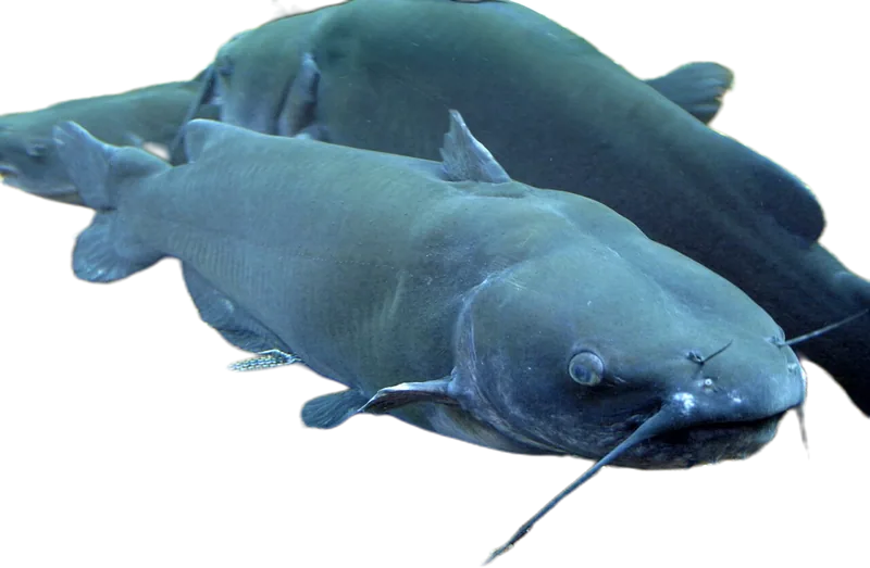 钳鱼 Channel Catfish