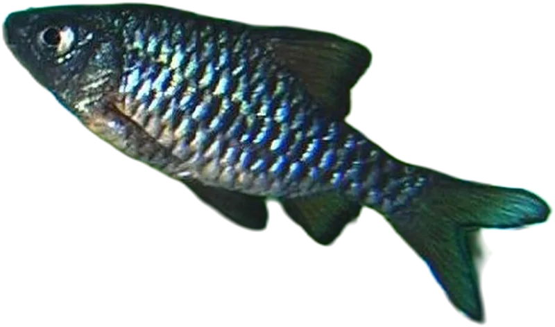 寡鳞无须魮 Checkered Barb