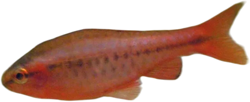 樱桃无须魮 Cherry Barb