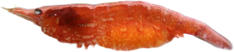 黑壳虾 Cherry Shrimp