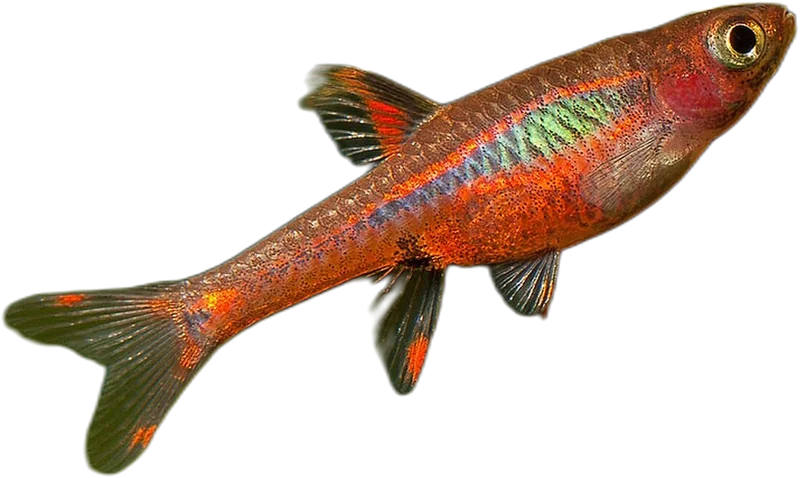 白氏泰波鱼 Chili Rasbora