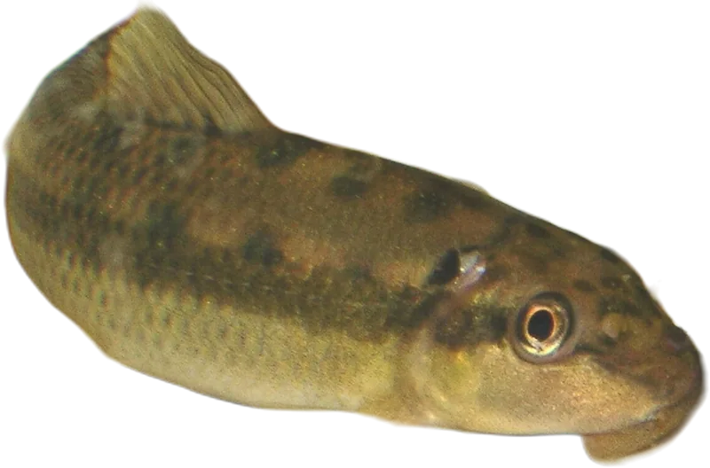 双孔鱼 Chinese Algae Eater