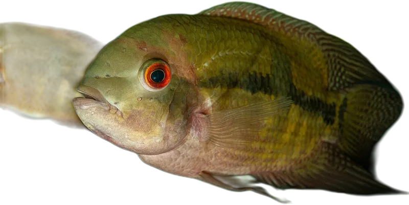 Chocolate Cichlid