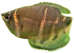 Chocolate Gourami