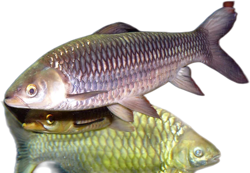 何氏细须魮 Cigar Shark