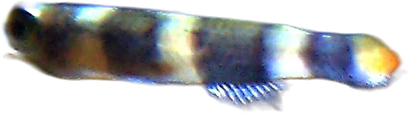 Clown Killifish