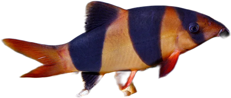大刺色鳅 Clown Loach