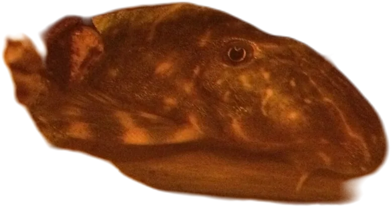 Clown Pleco