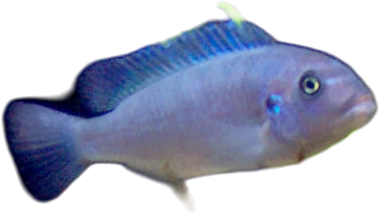 Cobalt Blue Zebra