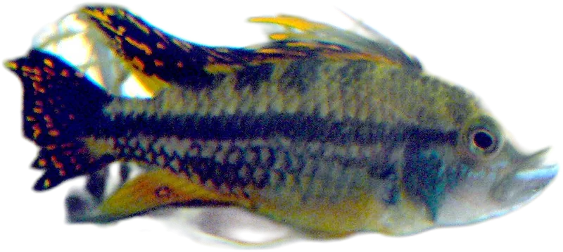 凤尾隐带丽鱼 Cockatoo Apisto