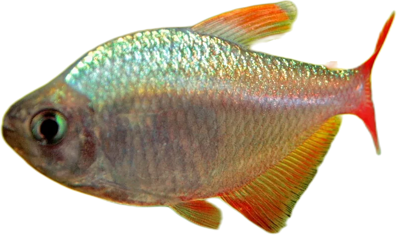 哥伦比亚魮脂鲤 Colombian Tetra