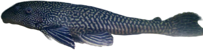 豹纹翼甲鲶 Common Pleco