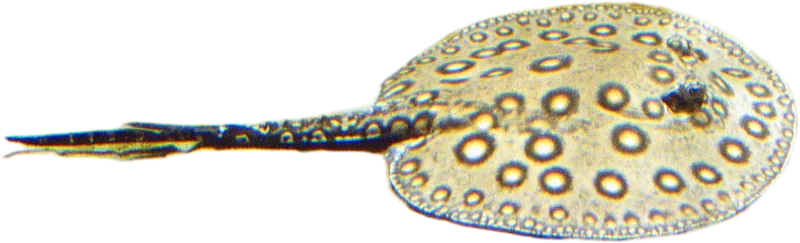 Common Stingray