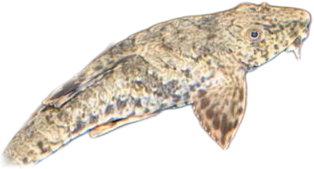 Common Whiptail Catfish