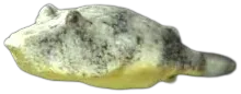 小尾鲀 Congo Puffer