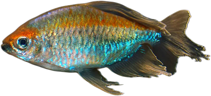 断线脂鲤 Congo Tetra