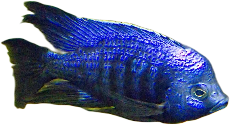 Copadichromis Azureus