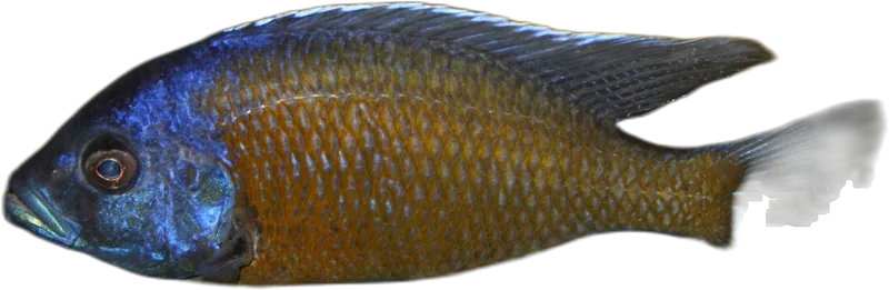 Copadichromis Borleyi