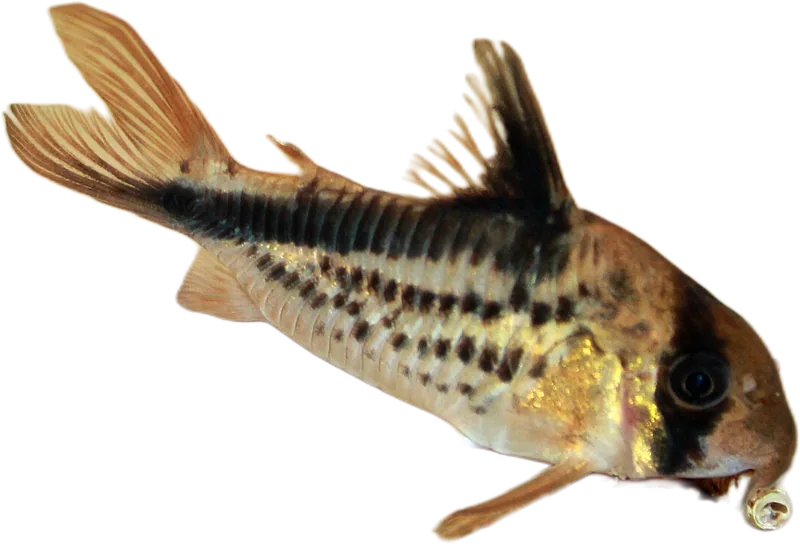 弯带兵鲶 Corydoras C079