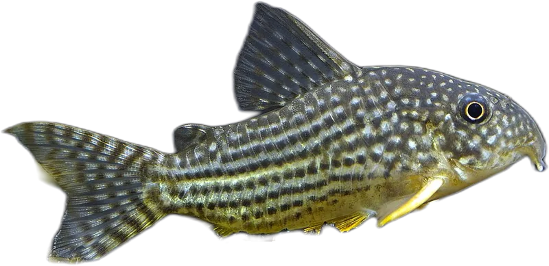 Corydoras incolicana
