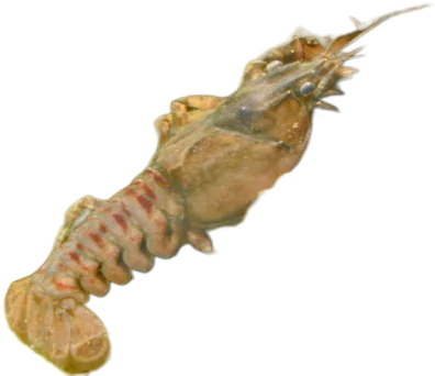 Crayfish
