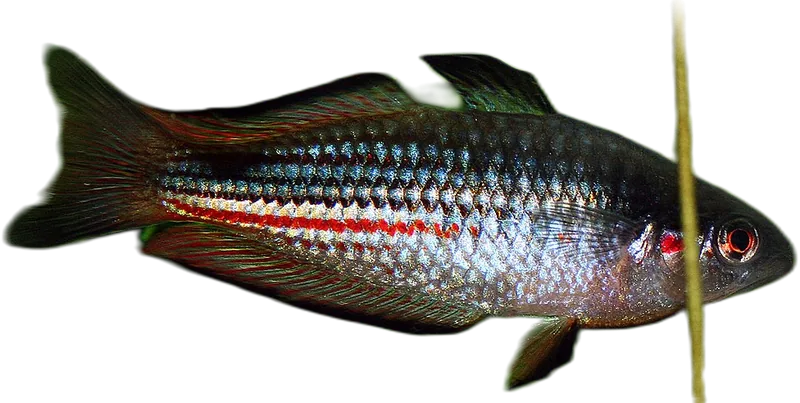 杜氏虹银汉鱼 Crimsonspotted Rainbowfish