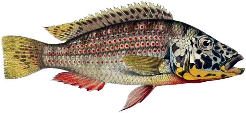 Ctenochromis horei