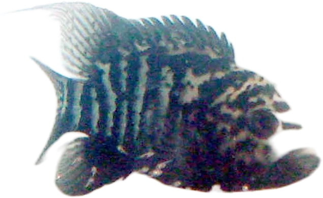 Cuban Cichlid