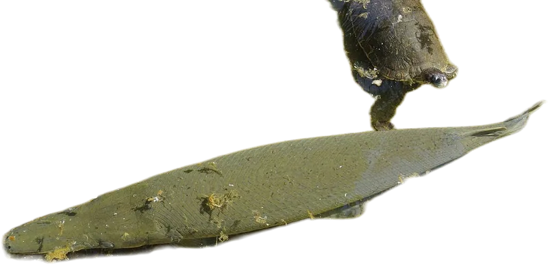 古巴雀鳝 Cuban Gar