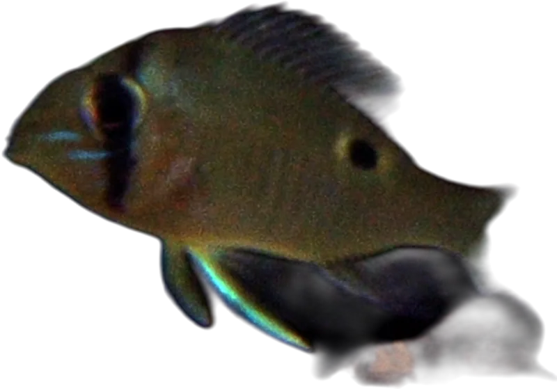 眼带双耳丽鱼 Cupid Cichlid