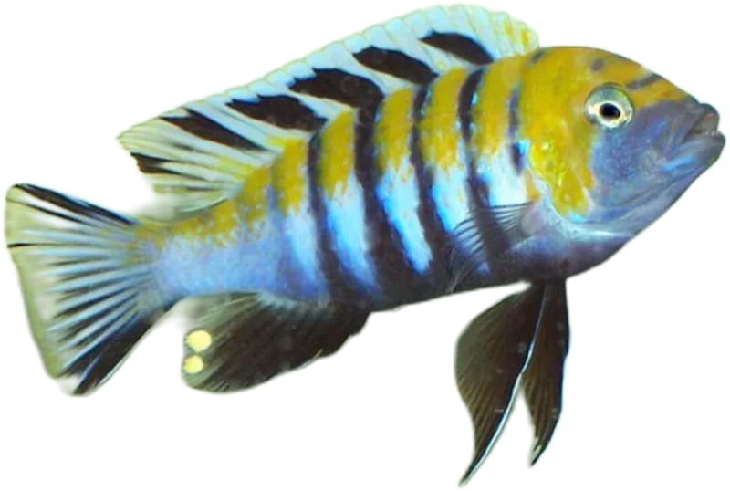 犬齿非鲫 Cynotilapia Afra
