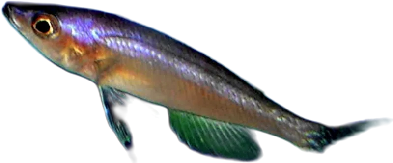 细体爱丽鱼 Cyprichromis Leptosoma
