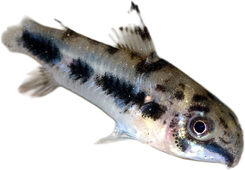 Dainty Cory