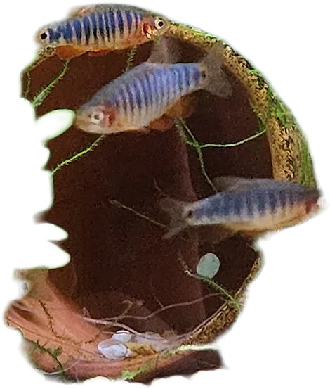 Danio erythromicron