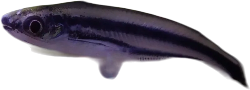 布氏热带锡鲶 Debauwi Catfish