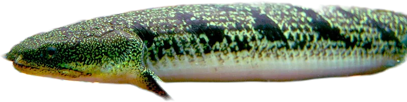 戴氏多鳍鱼 Delhezi Bichir