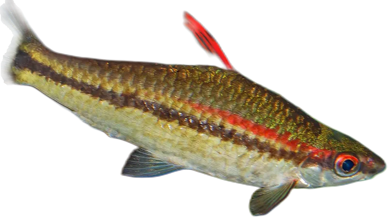 Denisoni Barb