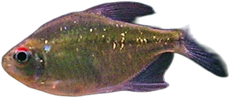 Diamond Tetra