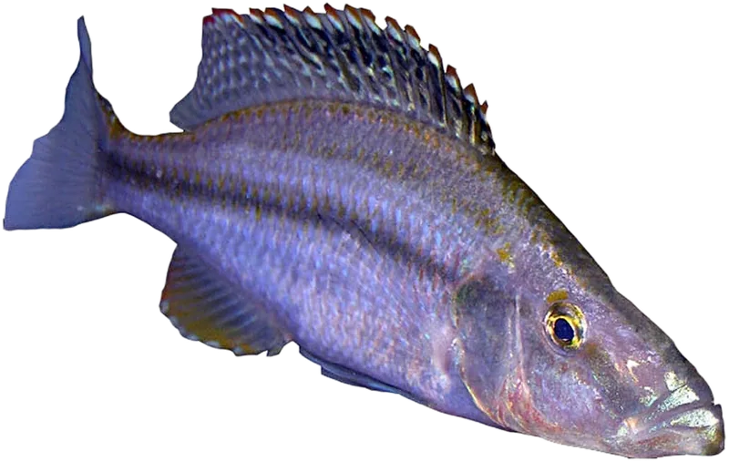 Dimidiochromis compressicep