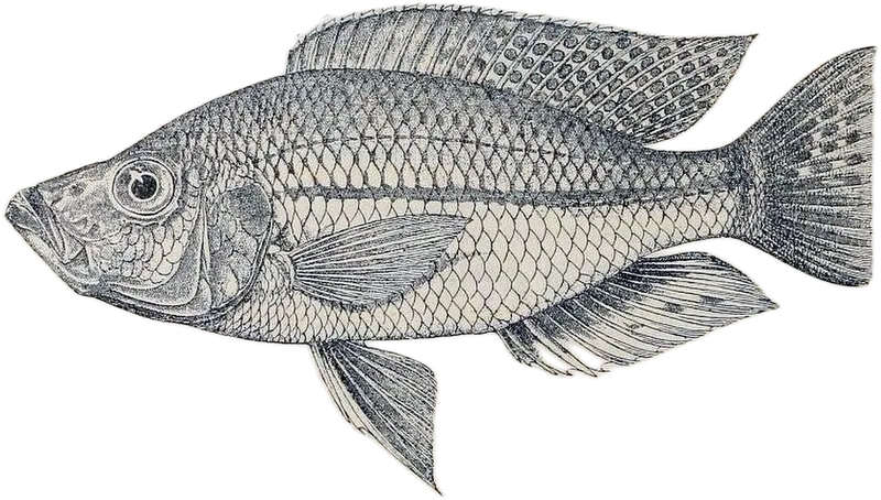 细条恐怖丽鱼 Dimidiochromis strigatus