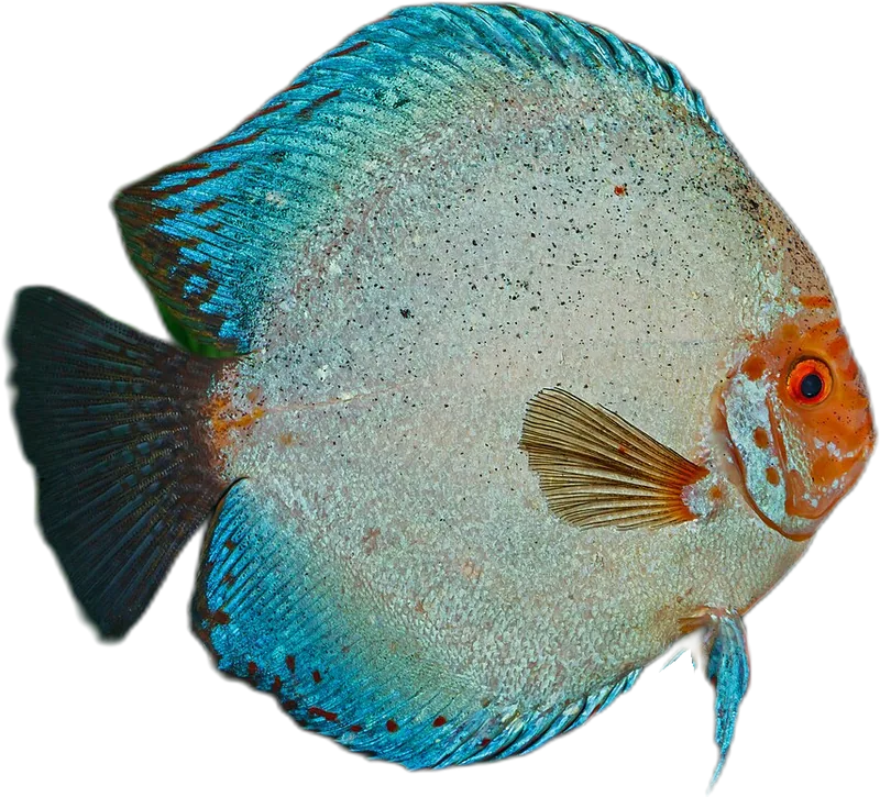 黄棕盘丽鱼 Discus