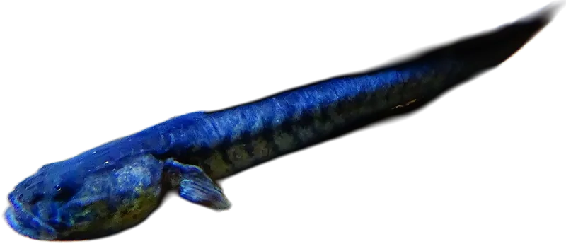 Dragon Goby