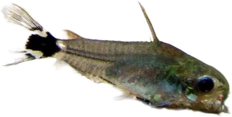 Dwarf Cory