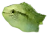弯头悦丽鱼 Dwarf Flag Cichlid