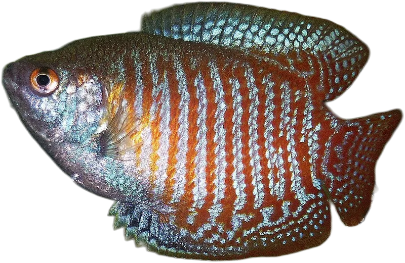 Dwarf Gourami
