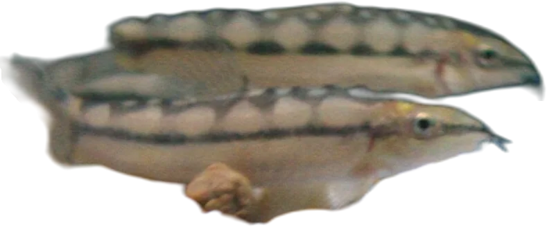 Dwarf Loach