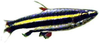 Dwarf Pencilfish
