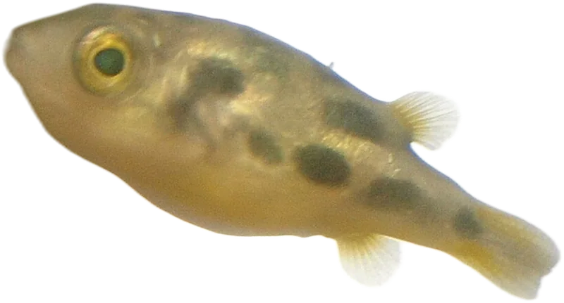 Dwarf Puffer